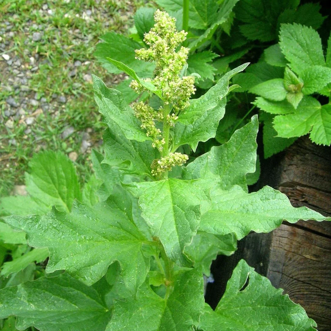 Good King Henry Vegetable Seeds (Blitum bonus-henricus) – Heirloom Perennial Edible Greens - Image 4