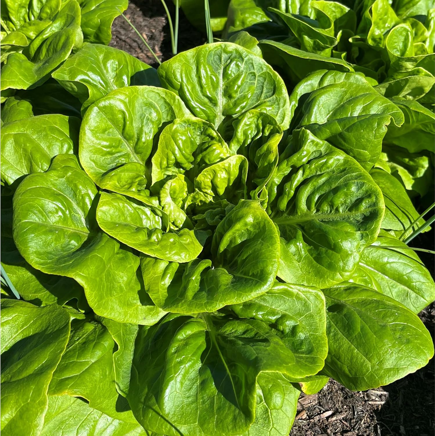 Goose Lettuce Seeds for Bountiful Gardening Delights