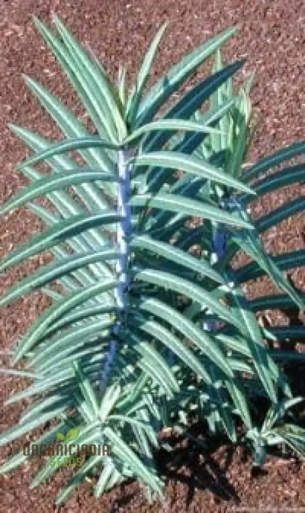 Gopher Purge Plant Seeds, Where to Buy Gopher Purge Plant Seeds, Gopher Purge Seedlings for Sale, Gopher Spurge Seeds