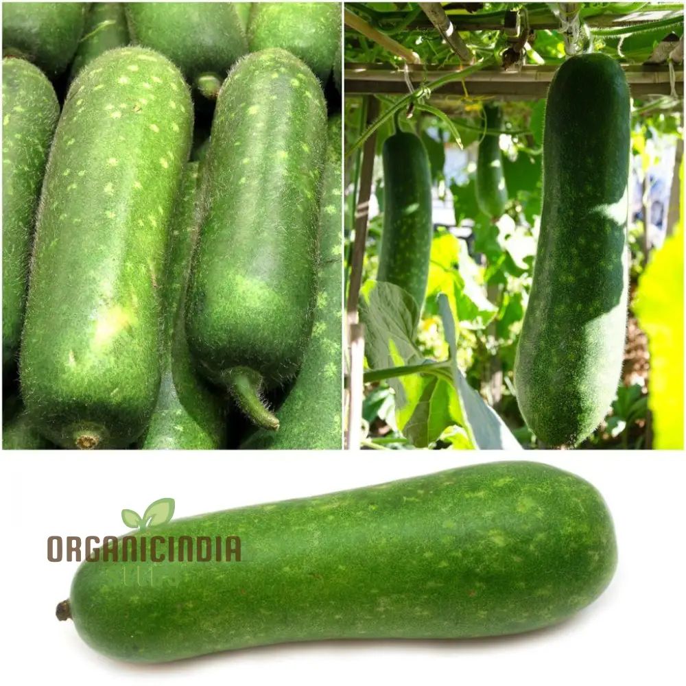 Gourd - Lai Jud F1 Seeds for Planting and Gardening | Buy Organic Seeds Online