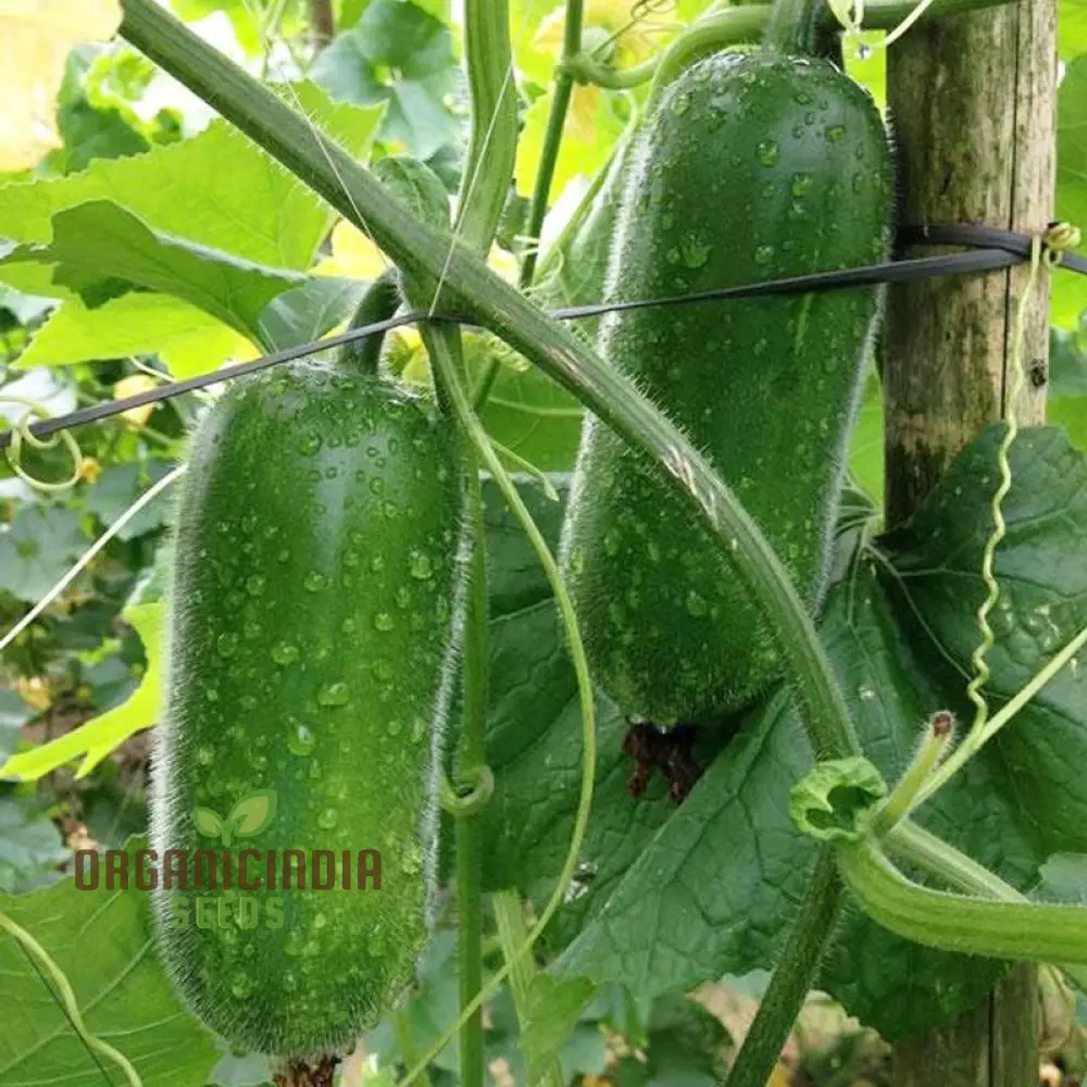 Gourd - Lai Jud F1 Seeds for Planting and Gardening | Buy Organic Seeds Online - Image 3