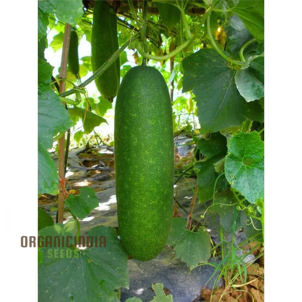 Gourd - Lai Jud F1 Seeds for Planting and Gardening | Buy Organic Seeds Online - Image 4