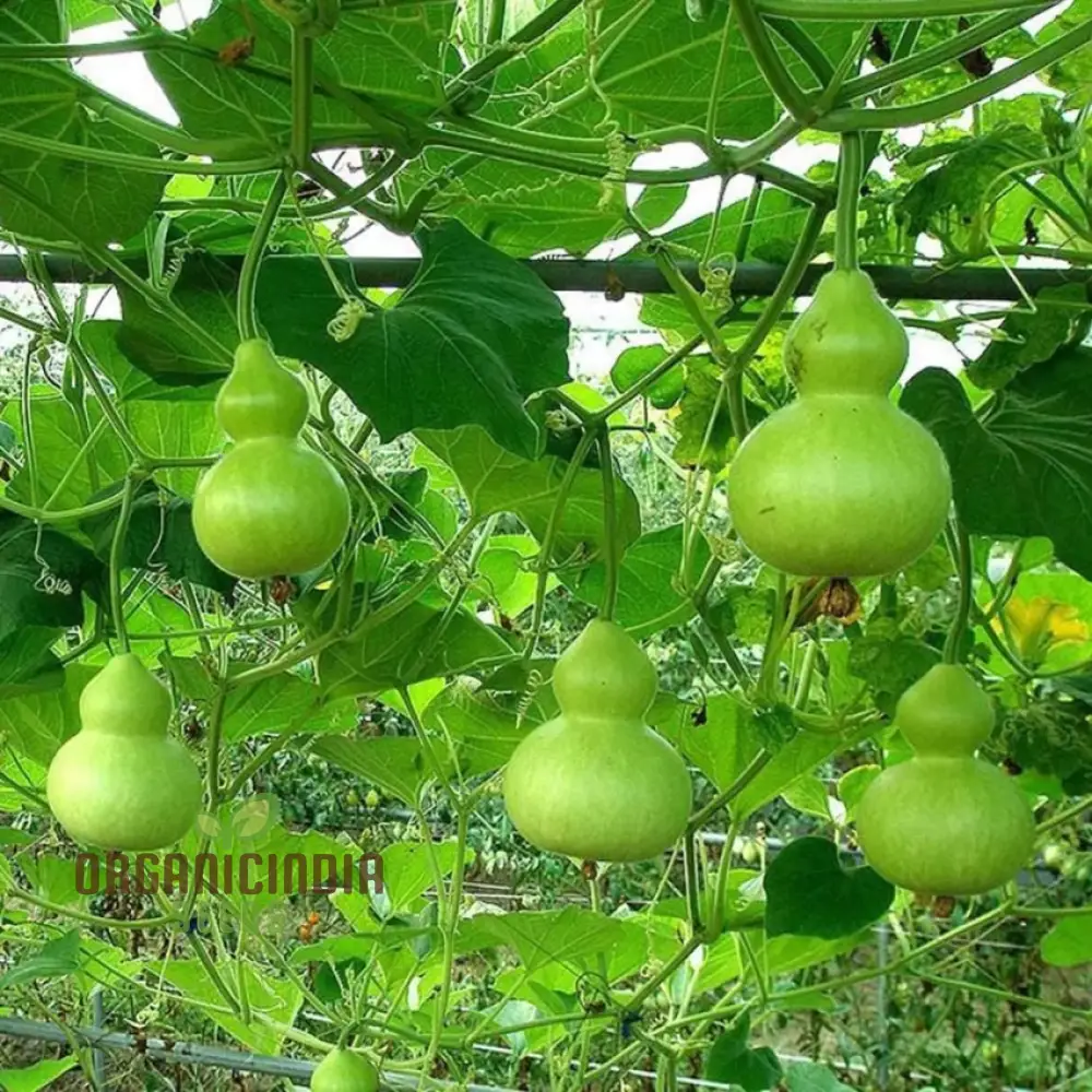 Gourd - Tiny Bottle Seeds | Perfect for Planting & Gardening | Premium Quality Seeds for Your Home Garden - Image 3