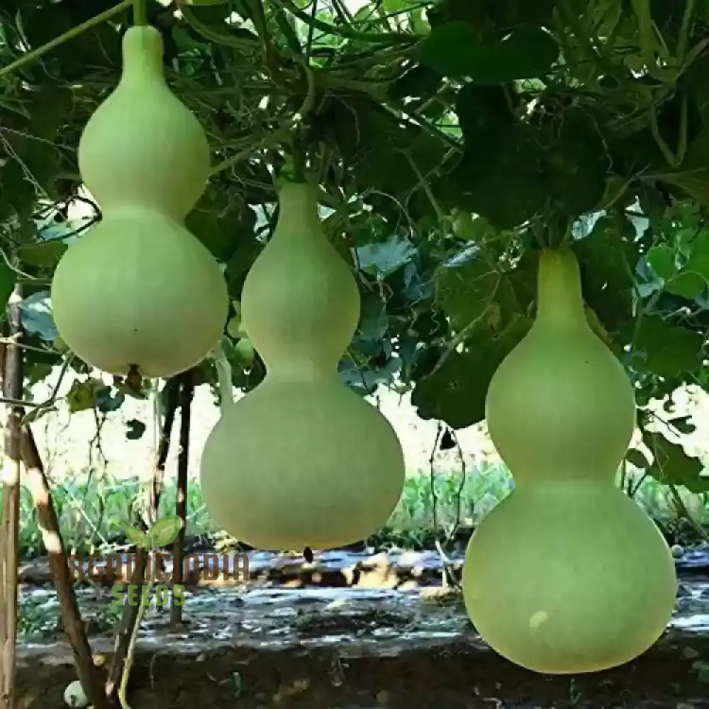 Gourd - Tiny Bottle Seeds | Perfect for Planting & Gardening | Premium Quality Seeds for Your Home Garden - Image 4