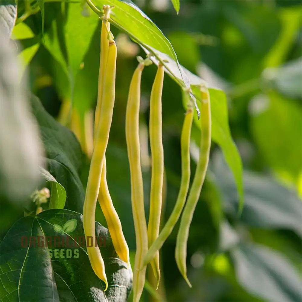 Bean Sunshine Seeds: Cultivate Radiant Gardens with Premium Organic Bean Varieties - Image 3