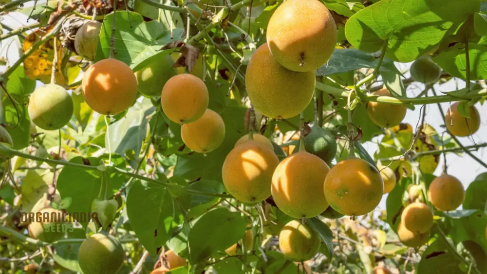 Grenadian Passiflora Ligularis Fruit Seeds, Cultivate Exotic Delights from the Caribbean - Image 3