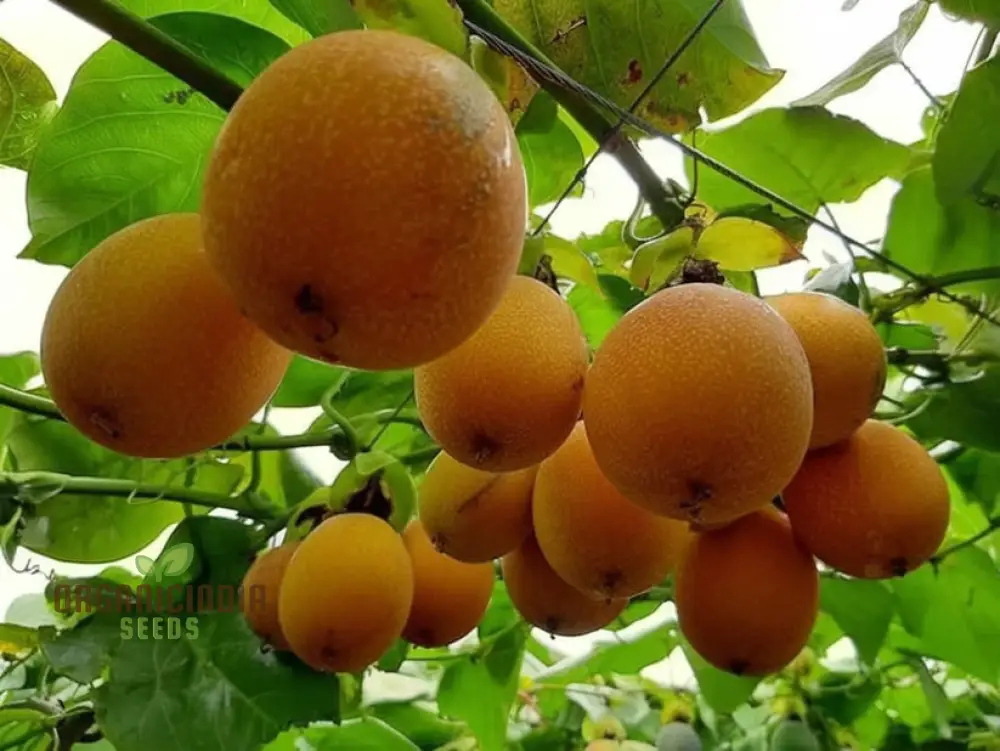 Grenadian Passiflora Ligularis Fruit Seeds, Cultivate Exotic Delights from the Caribbean - Image 4