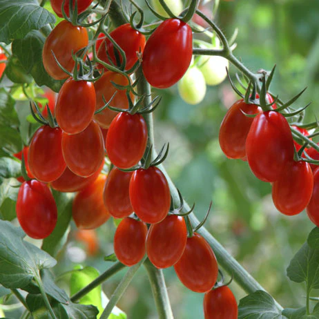 Grape Tomato Seeds – Sweet & Juicy - High-Yield Heirloom Variety