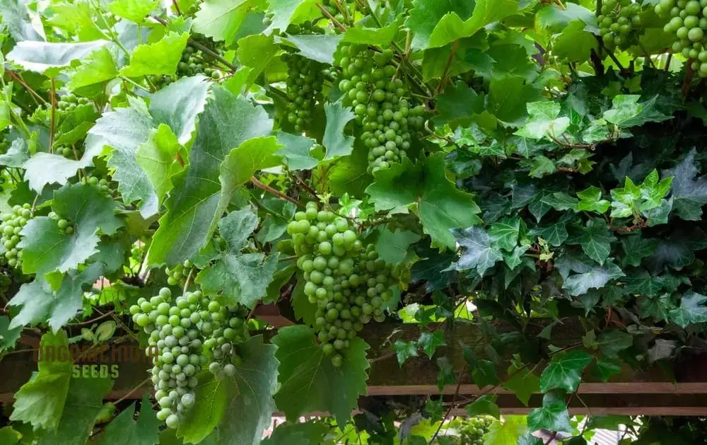 Grape Vine Fruit Seeds for Planting - Premium Quality Grapevine Seeds