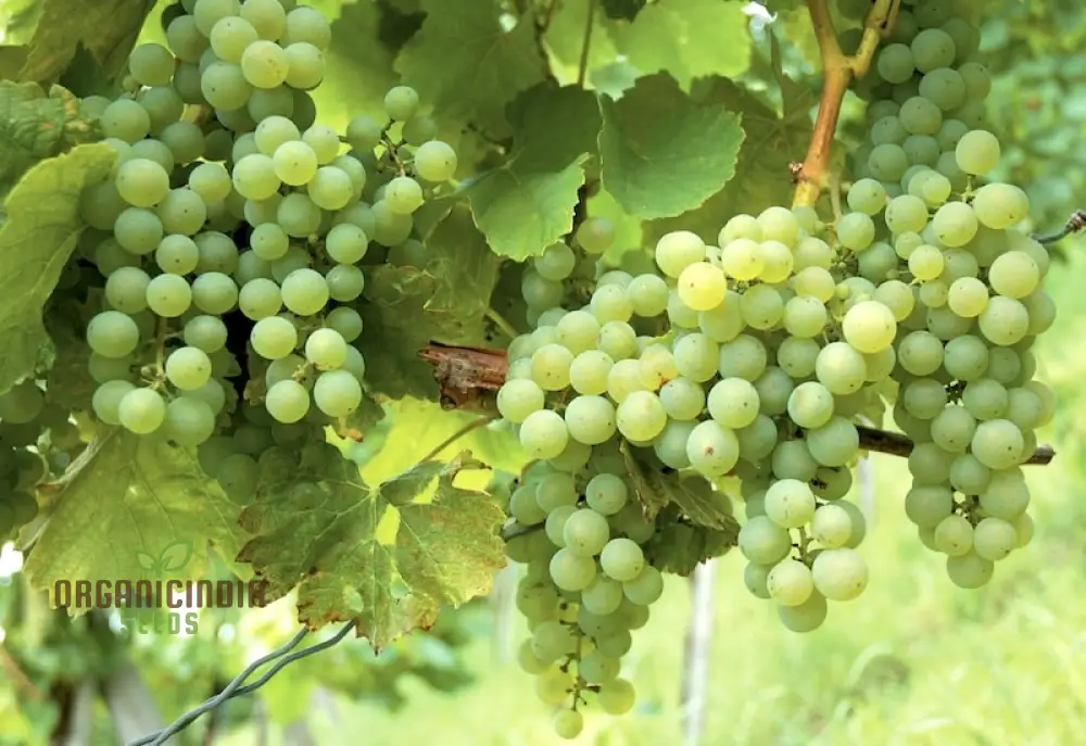 Grape Vine Fruit Seeds for Planting - Premium Quality Grapevine Seeds - Image 3