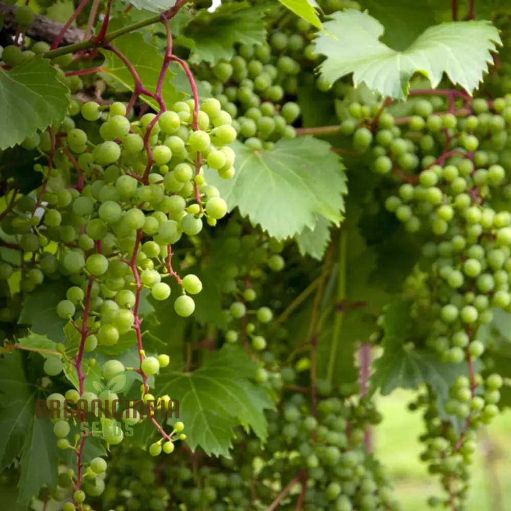 Grape Vine Fruit Seeds for Planting - Premium Quality Grapevine Seeds - Image 4