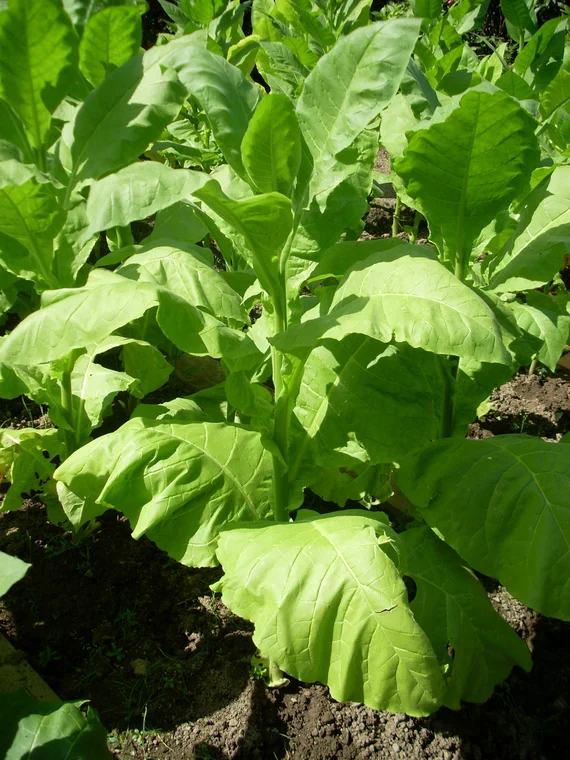 Grassroot Tobacco Seeds – Heirloom Planting Seeds for Gardens – 100 pcs - Image 2