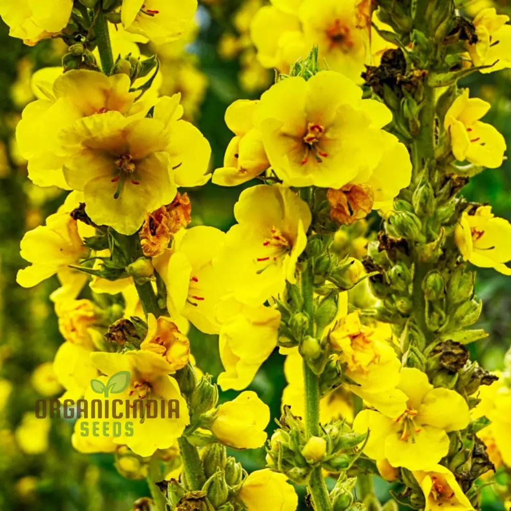 Great Mullein Flower Seeds For Planting: The Ultimate Guide to Growing and Caring for this Majestic Biennial Herb in Your Garden