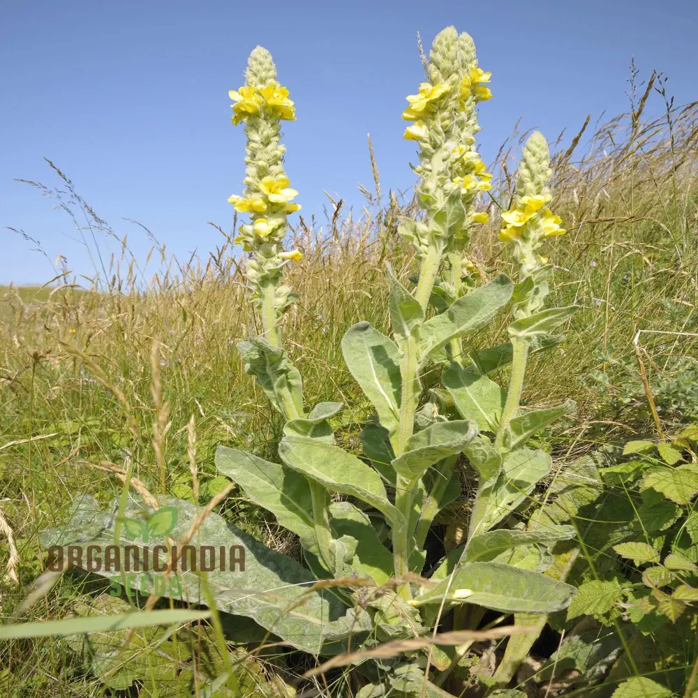 Great Mullein Flower Seeds For Planting: The Ultimate Guide to Growing and Caring for this Majestic Biennial Herb in Your Garden - Image 2
