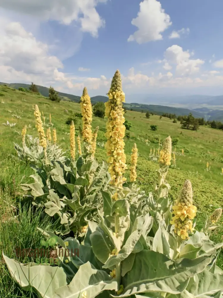 Great Mullein Flower Seeds For Planting: The Ultimate Guide to Growing and Caring for this Majestic Biennial Herb in Your Garden - Image 3