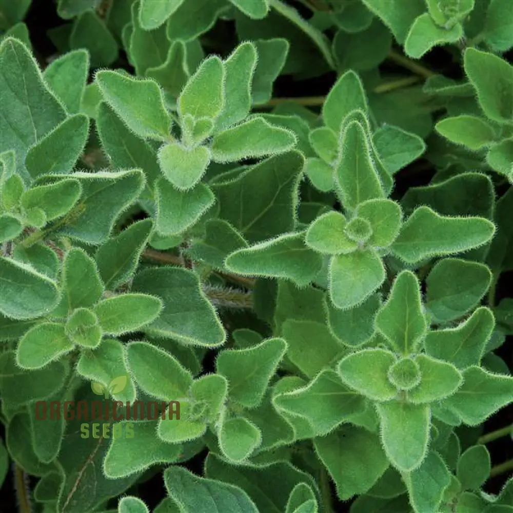 Greek Oregano Seeds – Premium Quality, High Germination & Easy Growing