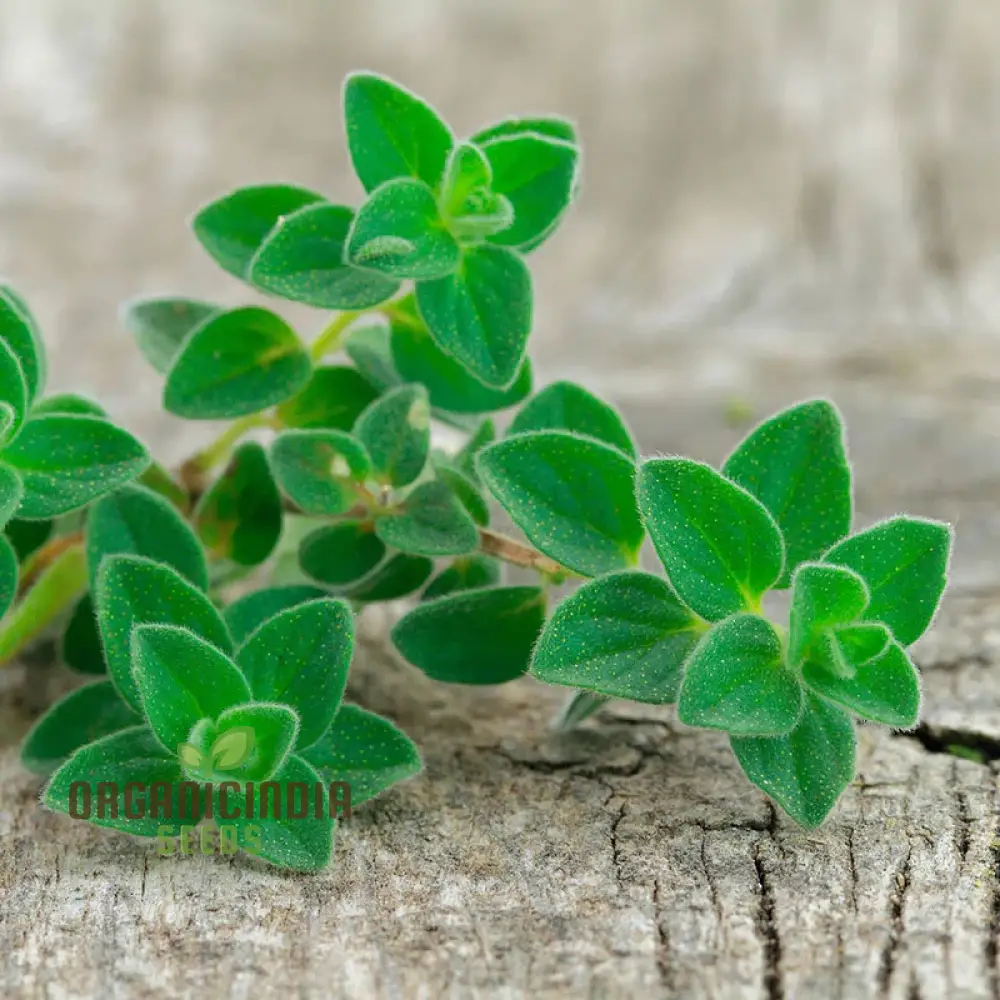 Greek Oregano Seeds – Premium Quality, High Germination & Easy Growing - Image 4