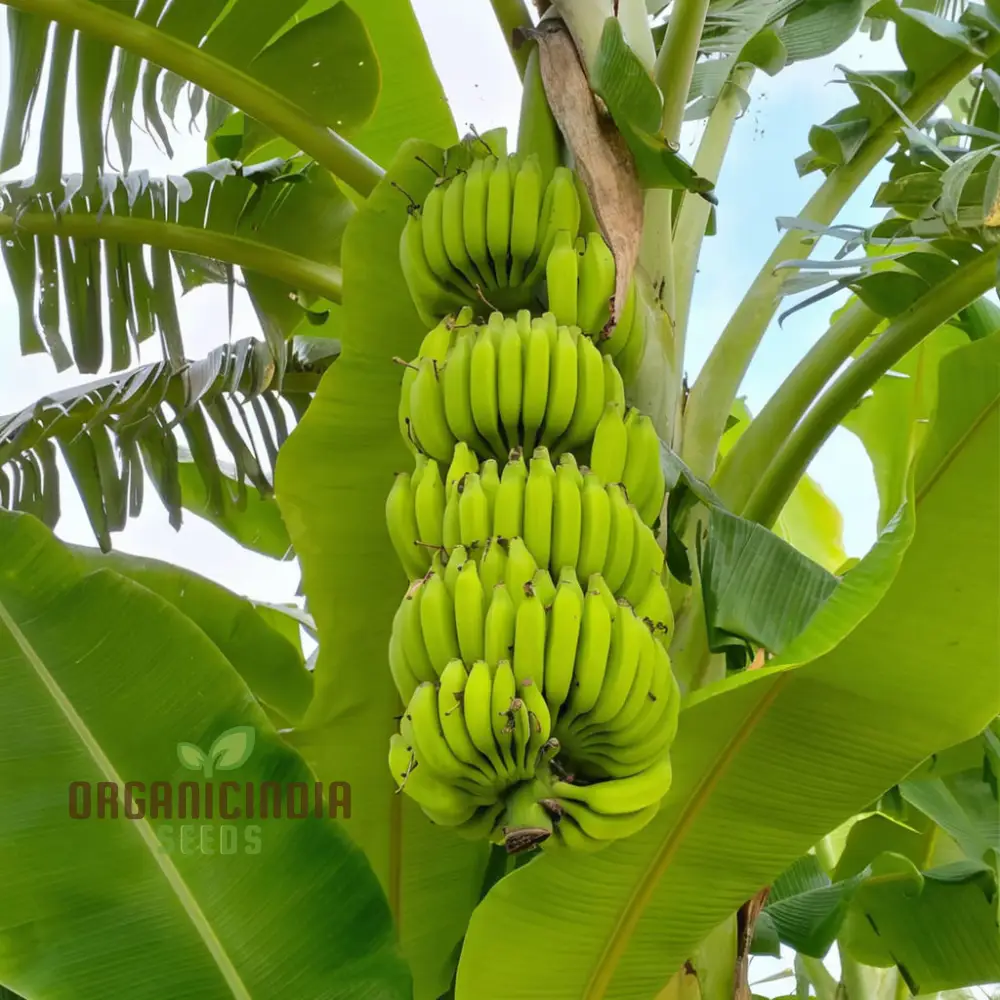 Green Banana Fruit Seeds, High-Quality Seeds for Planting Your Own Banana Trees