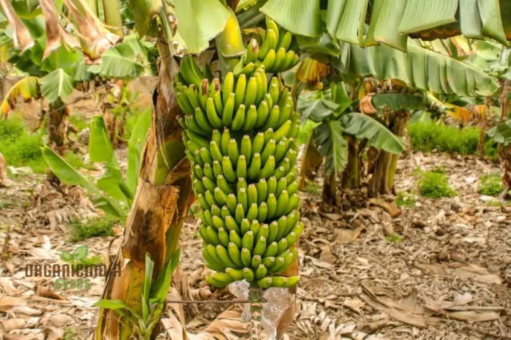 Green Banana Fruit Seeds, High-Quality Seeds for Planting Your Own Banana Trees - Image 3