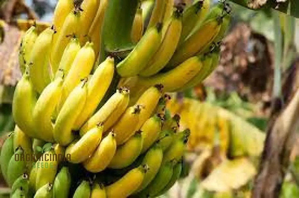 Green Banana Fruit Seeds, High-Quality Seeds for Planting Your Own Banana Trees - Image 4