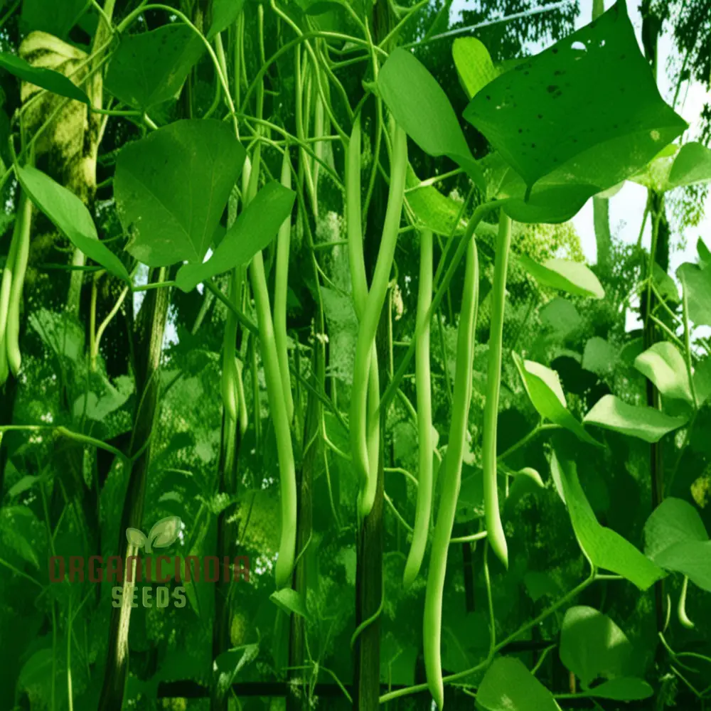 Green Beans Vegetable Seeds, Bountiful Harvests Await, Premium Green Beans Vegetable Seeds for Planting