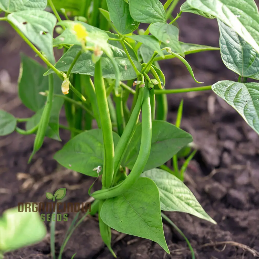 Green Beans Vegetable Seeds, Bountiful Harvests Await, Premium Green Beans Vegetable Seeds for Planting - Image 3