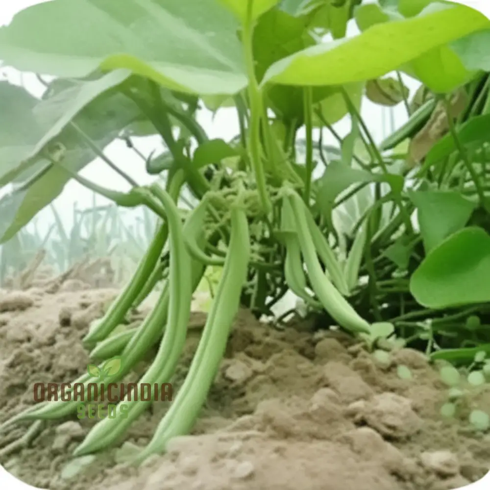 Green Beans Vegetable Seeds, Bountiful Harvests Await, Premium Green Beans Vegetable Seeds for Planting - Image 4