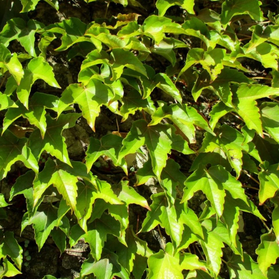 Green Boston Ivy Seeds – Fast-Growing Climbing Vine for Walls, Fences & Garden Coverage - Image 3
