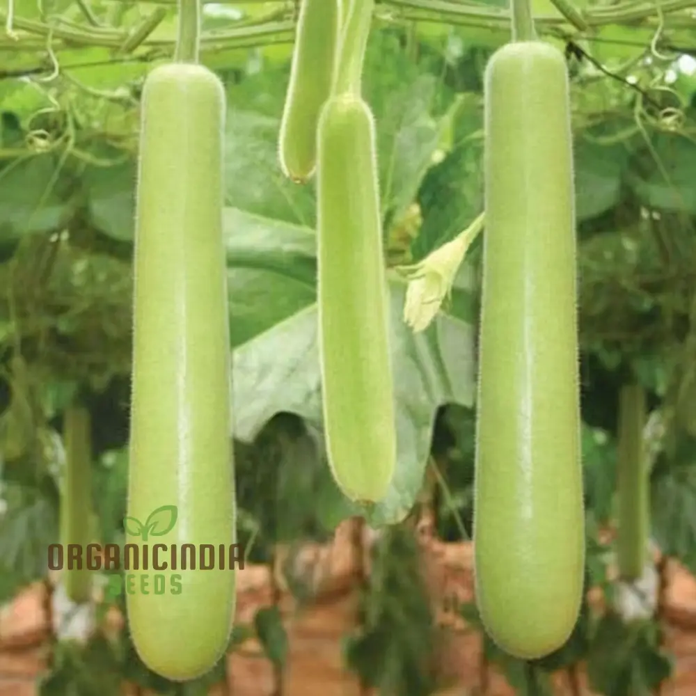 Green Bottle Gourd Vegetable Seeds For Planting, Organic Green Bottle Gourd Seeds: Fast-Growing Vines for Fresh Harvests