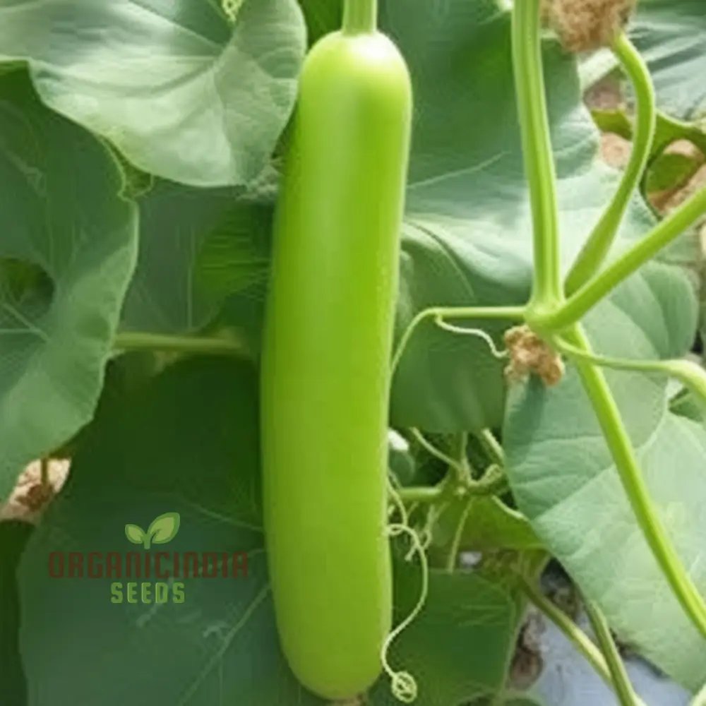 Green Bottle Gourd Vegetable Seeds For Planting, Organic Green Bottle Gourd Seeds: Fast-Growing Vines for Fresh Harvests - Image 3