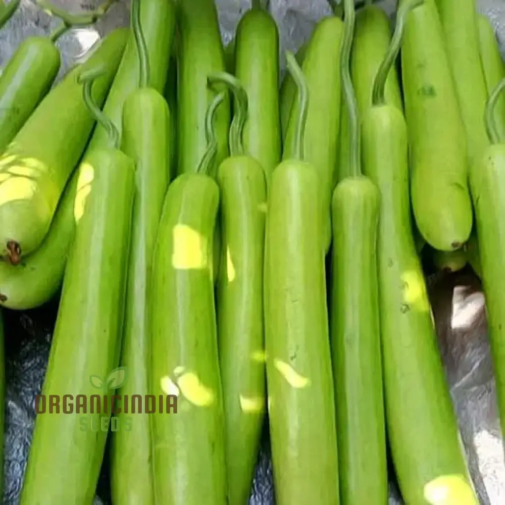 Green Bottle Gourd Vegetable Seeds For Planting, Organic Green Bottle Gourd Seeds: Fast-Growing Vines for Fresh Harvests - Image 4