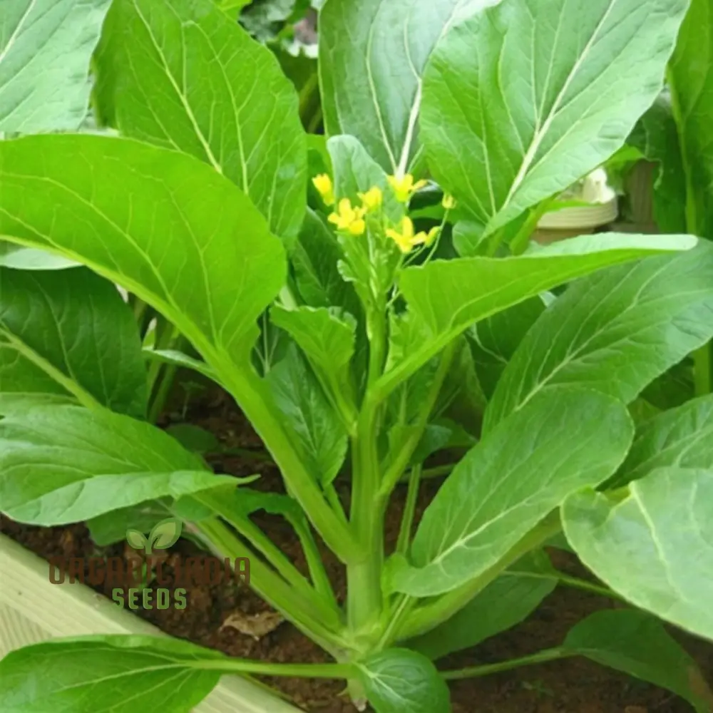 Organic Green Choy Sum Vegetable Seeds For Planting: Fresh Harvest for Healthy Cooking - Image 3