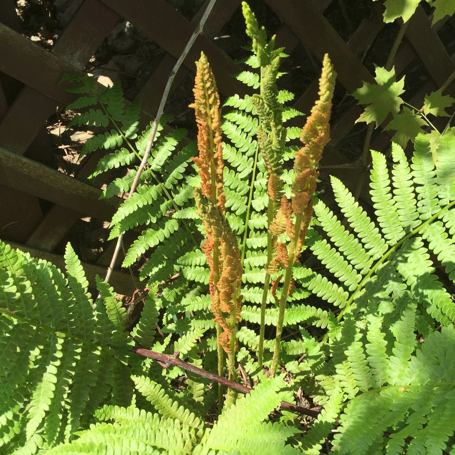 Green Cinnamon Fern Spores Plant Seeds - Image 2