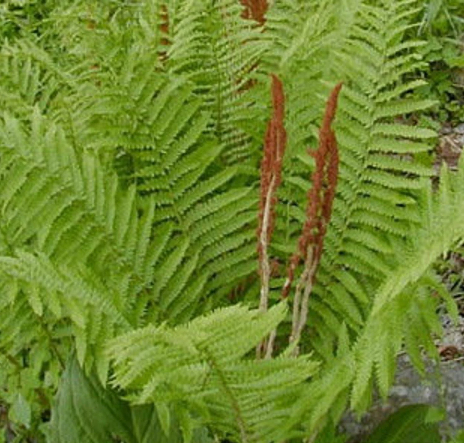 Green Cinnamon Fern Spores Plant Seeds - Image 3