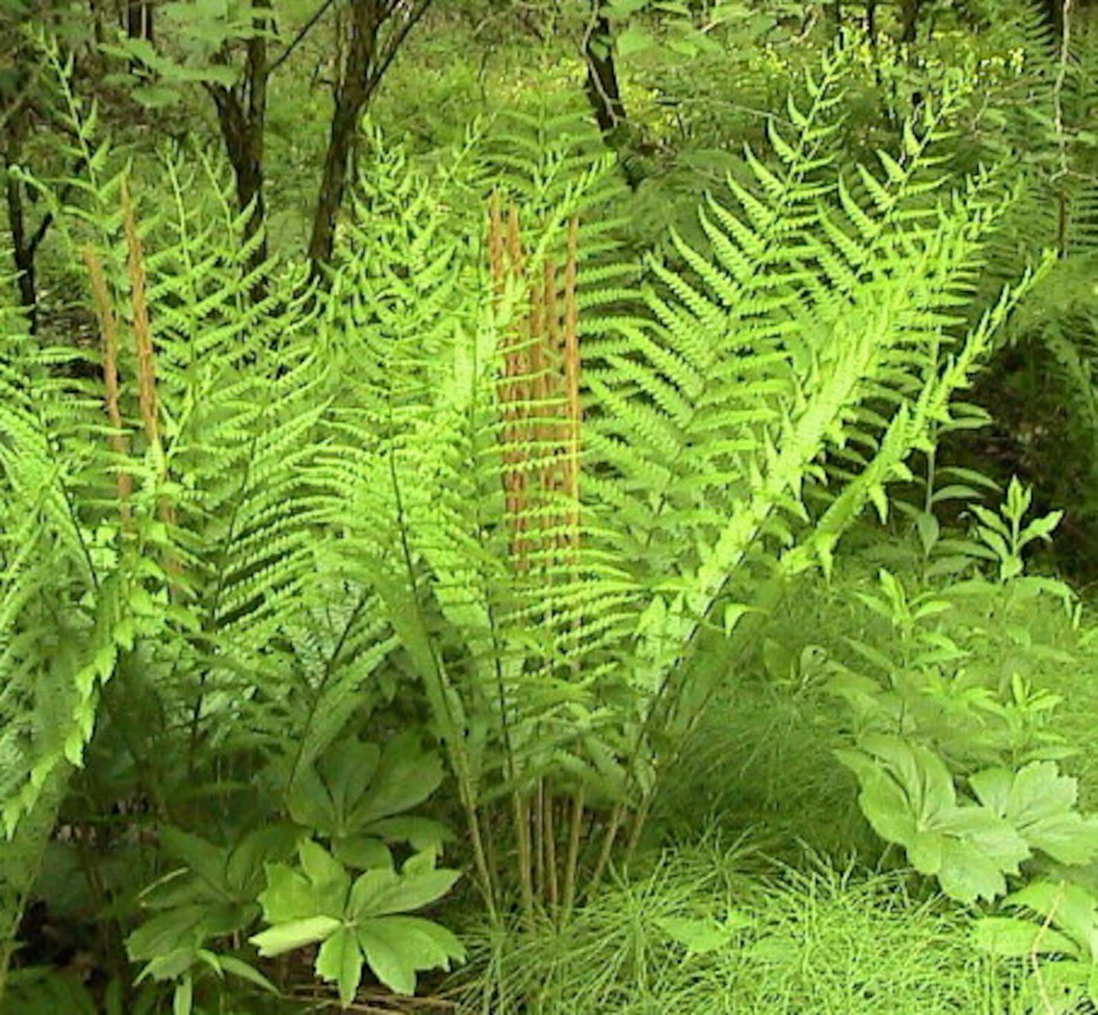 Green Cinnamon Fern Spores Plant Seeds - Image 4