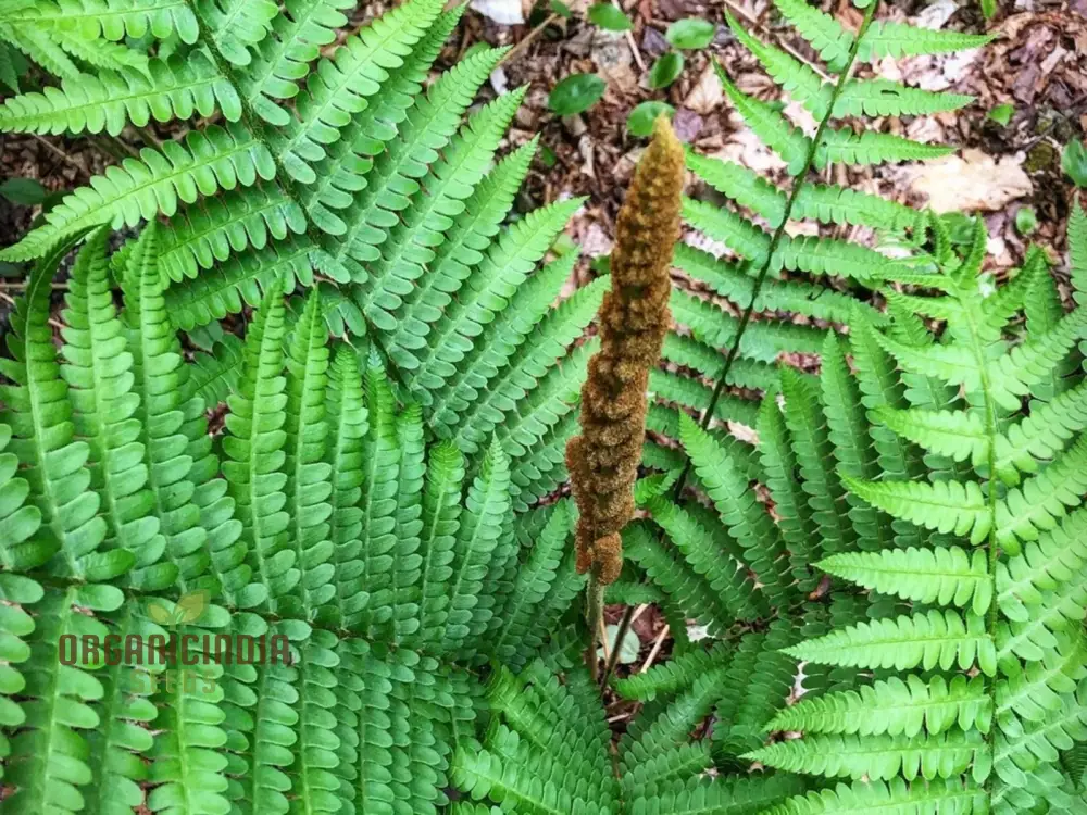 Green Cinnamon Fern Spores Plant Seeds - Image 5