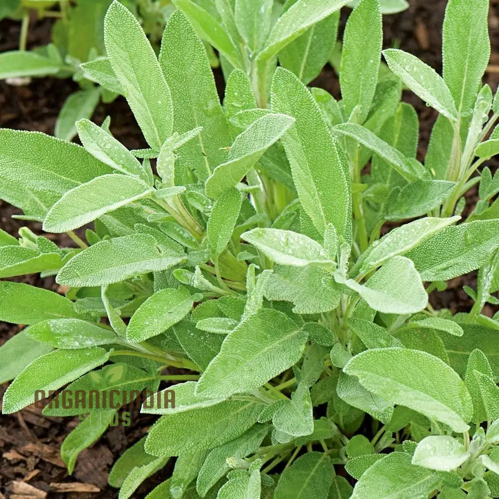 Green Culinary Sage Seeds – Aromatic Garden Herb for Cooking