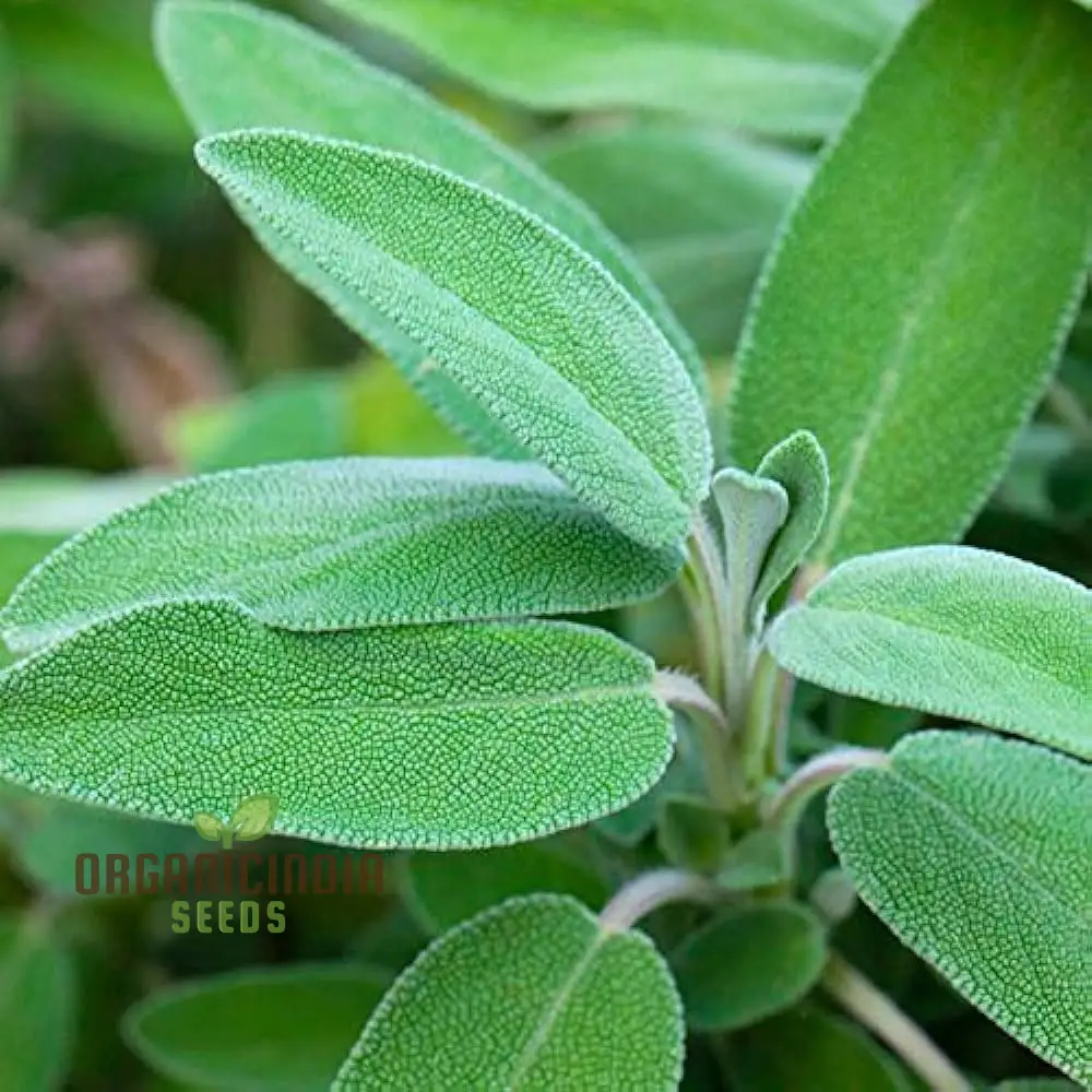 Green Culinary Sage Seeds – Aromatic Garden Herb for Cooking - Image 3