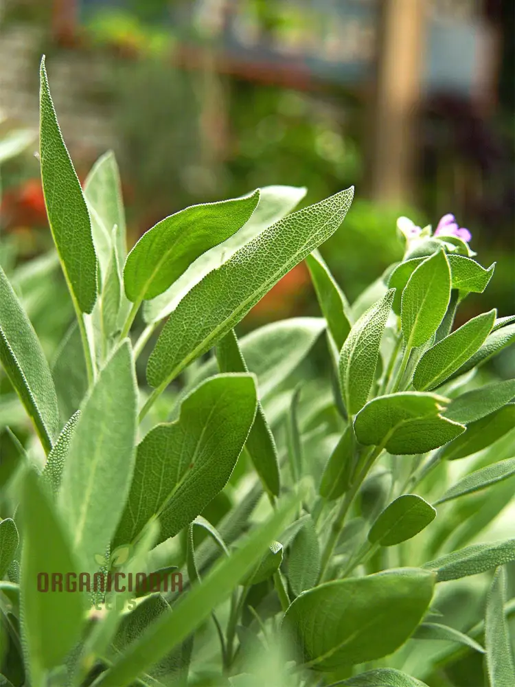 Green Culinary Sage Seeds – Aromatic Garden Herb for Cooking - Image 4