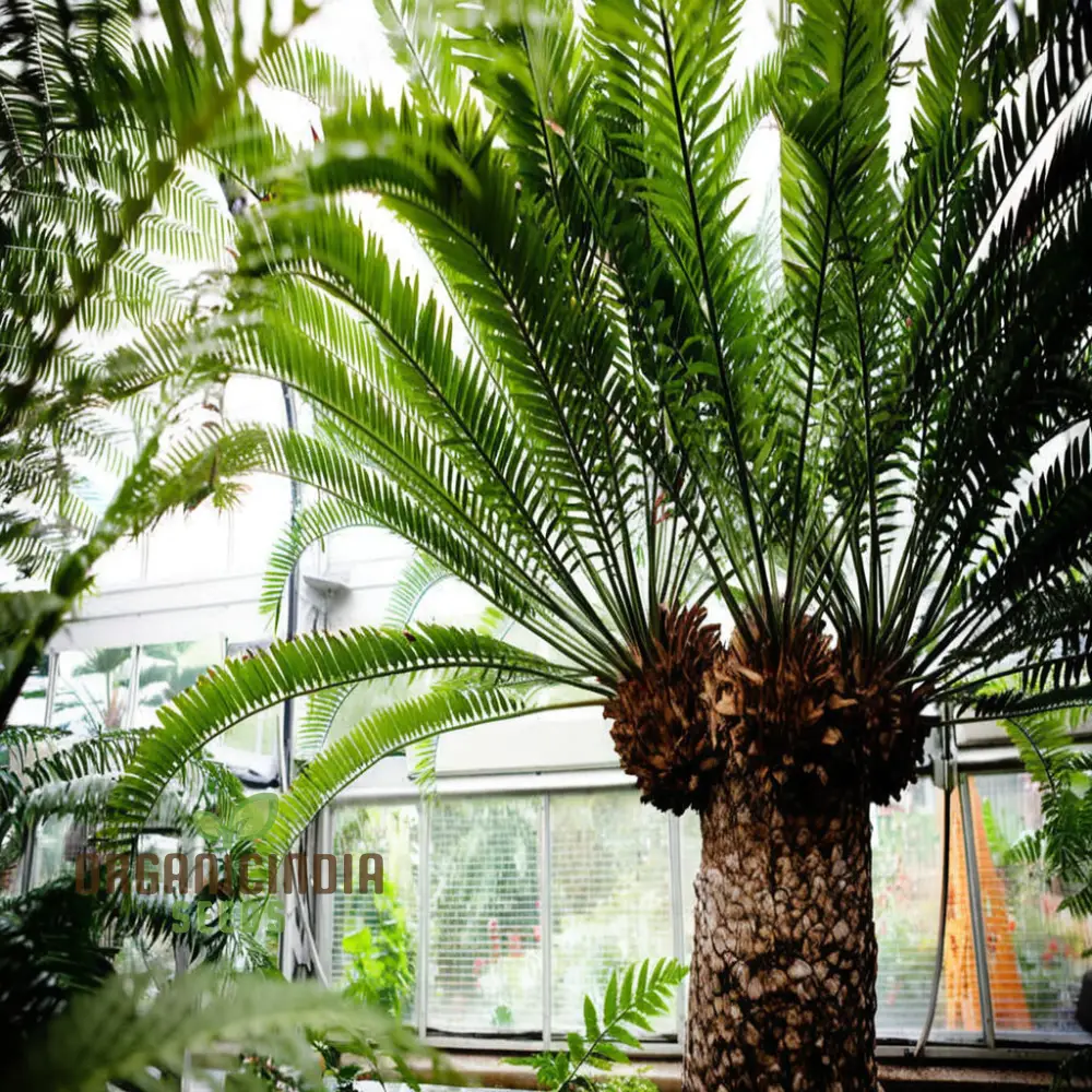 Cycads Tree Seeds for Planting – Tropical Evergreen Foliage, Exotic Palm-Like Growth, Premium Quality Seeds - Image 3