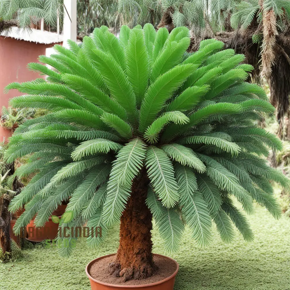 Cycads Tree Seeds for Planting – Tropical Evergreen Foliage, Exotic Palm-Like Growth, Premium Quality Seeds - Image 4