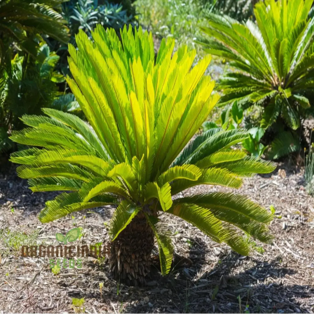 Cycads Tree Seeds for Planting – Tropical Evergreen Foliage, Exotic Palm-Like Growth, Premium Quality Seeds - Image 6
