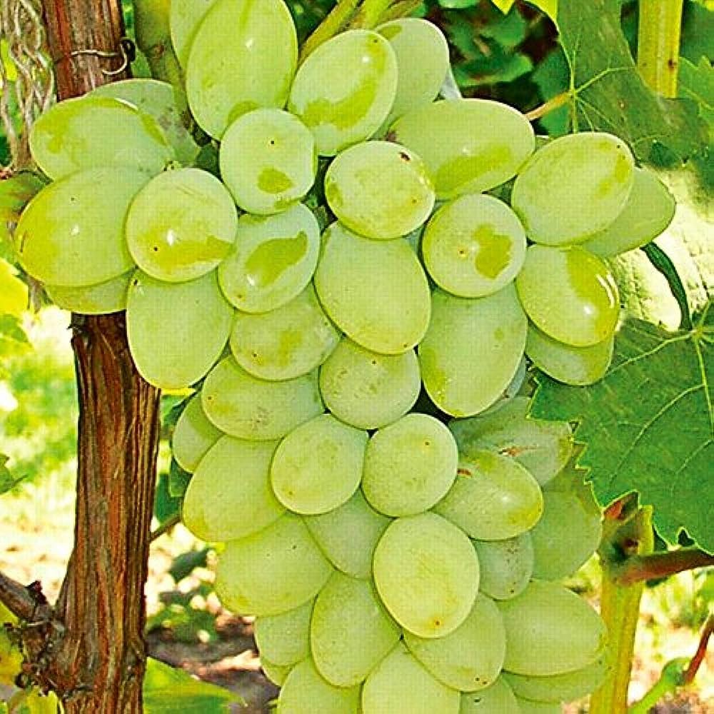 Green Dessert/Table Grape Fruit Seeds
