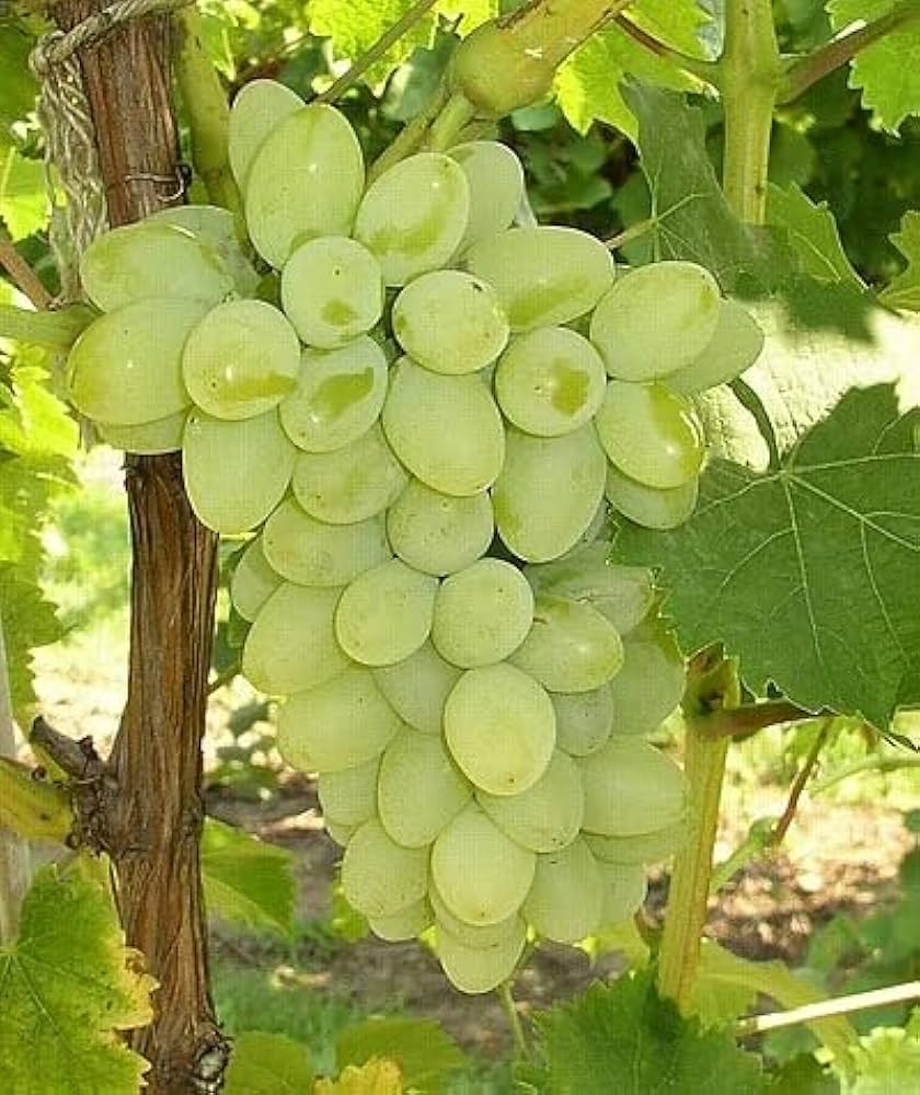 Green Dessert/Table Grape Fruit Seeds - Image 3