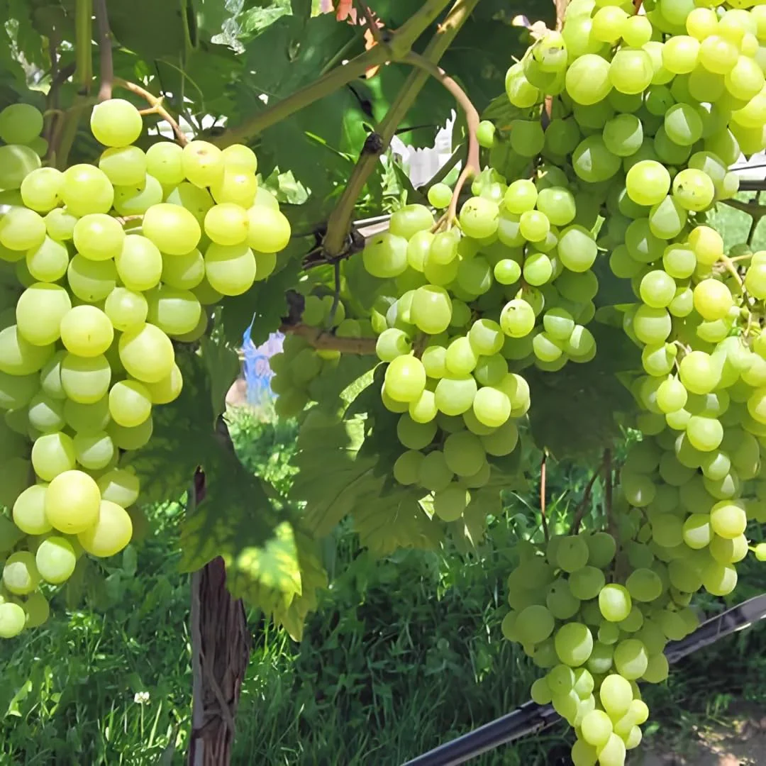 Green Dessert/Table Grape Fruit Seeds - Image 4