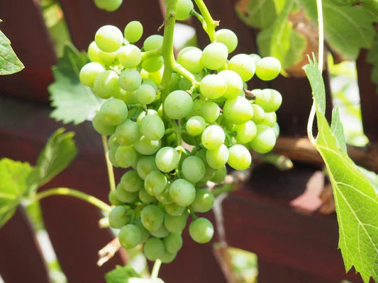 Green Dessert/Table Grape Fruit Seeds - Image 5