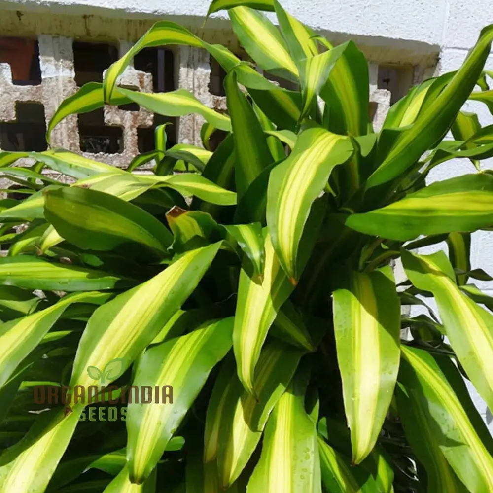 Green Dracaena fragrans Plant Seeds, Verdant and Elegant Indoor or Outdoor Garden, Lush and Hardy Foliage