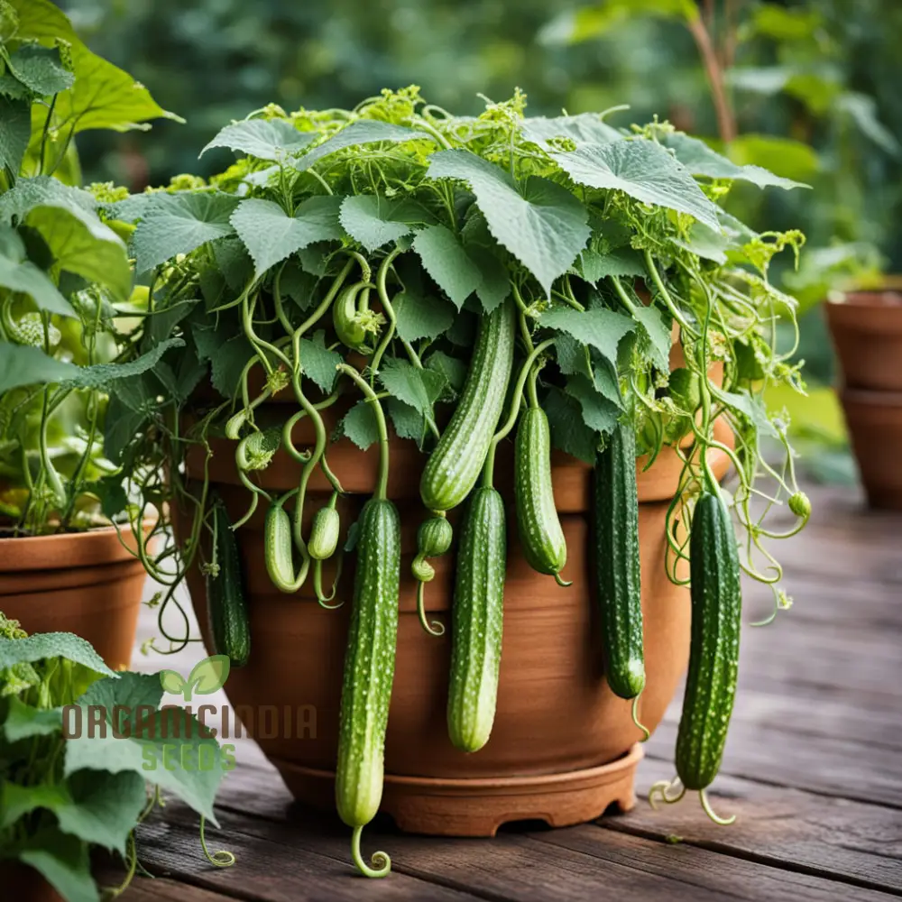 Unleash the Green Dragon Cucumber Seeds for Curcumas Sativus, Transforming Your Garden with Lush Greenery - Image 5