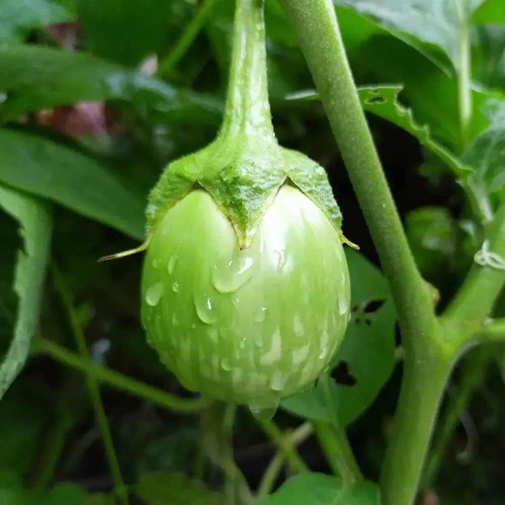 Organic Green Brinjal Eggplant Seeds For Planting, Grow Fresh, Healthy, and Organic in Your Garden - Image 3