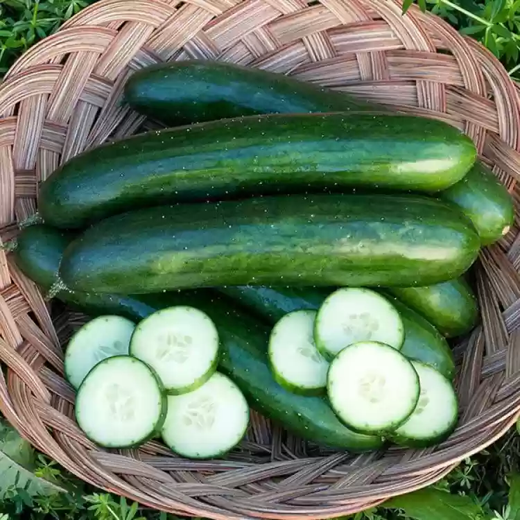 Green Finger Cucumber Seeds – High-Yield, Crisp & Sweet - Grow Your Own Cucumbers - Image 2
